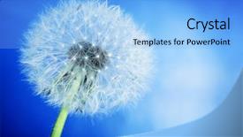  Presentation with sky blue - Slide deck consisting of blue sky background spring theme background and a light blue colored foreground