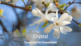  Presentation with magnolia - PPT layouts with blue sky during spring background and a teal colored foreground