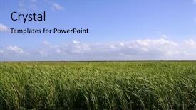  Presentation with wetlands - Slides having blue sky in florida everglades background and a light blue colored foreground