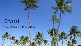  Presentation with summer trees - Cool new PPT theme with blue sky palm trees backdrop and a light blue colored foreground