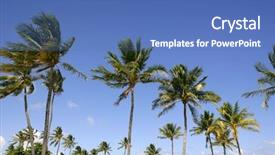  Presentation with palm tree - Cool new presentation theme with blue sky palm trees backdrop and a teal colored foreground