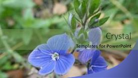  Presentation with oak - Presentation theme enhanced with blue-small-beautiful-flowers-veronica background and a seafoam green colored foreground