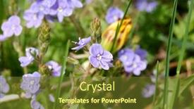  Presentation with blue flower - PPT theme featuring blue-small-flower-veronica background and a tawny brown colored foreground