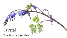  Presentation with red white blue confetti - Presentation theme enhanced with blue-small-flowers-isolated and a white colored foreground