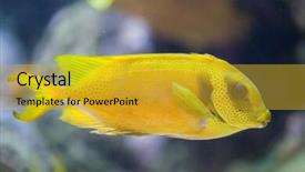  Presentation with coral - Audience pleasing PPT layouts consisting of spinefoot siganus corallinus also known backdrop and a gold colored foreground