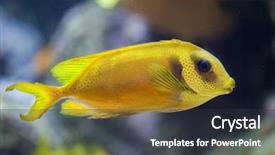  Presentation with reef tank marine aquarium blue - Presentation with blue-spotted spinefoot siganus corallinus also known as the coral rabbitfish background and a dark gray colored foreground