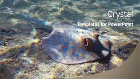  Presentation with red blue - Theme with blue-spotted-stingray-on-sand background and a gray colored foreground