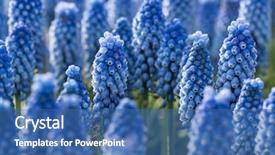  Presentation with grape - Audience pleasing slides consisting of blue spring flowers grape hyacinth backdrop and a ocean colored foreground
