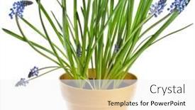  Presentation with grape - Slide set with blue spring grape muscari hyacinth in flowerpot isolated on white background background and a white colored foreground