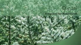  Presentation with spruce - 