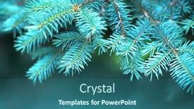  Presentation with landscape gardening - Slides with blue-spruce-growing-in-summer background and a ocean colored foreground