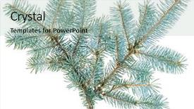  Presentation with spruce - Presentation having blue spruce twig isolated on white closeup view background and a mint green colored foreground