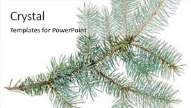 Presentation with spruce - Amazing PPT theme having blue spruce twig isolated on white closeup view backdrop and a white colored foreground