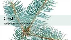  Presentation with oktoberfest bavarian white and blue - Slides consisting of blue spruce twig isolated background and a light blue colored foreground