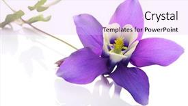 Presentation with crystal natural flower - PPT layouts having blue stars - aquilegia flower commonly known background and a lavender colored foreground