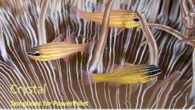  Presentation with blue - Amazing presentation having blue-striped-cardinalfish-apogon-cyanosoma backdrop and a  colored foreground
