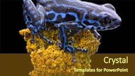  Presentation with tropical rainforest - Cool new theme with composition of colored vertical lines backdrop and a wine colored foreground.