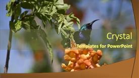  Presentation with blue orange - Slide set having blue-sunbird-and-orange-flowers background and a tawny brown colored foreground