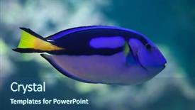  Presentation with royal blue - Audience pleasing slide set consisting of blue surgeonfish paracanthurus hepatus also backdrop and a ocean colored foreground