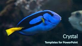  Presentation with royal blue - Slides having blue surgeonfish paracanthurus hepatus also background and a navy blue colored foreground