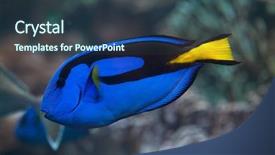  Presentation with royal blue - Beautiful slides featuring blue surgeonfish paracanthurus hepatus also backdrop and a tawny brown colored foreground