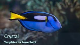  Presentation with reef tank marine aquarium blue - PPT theme featuring blue surgeonfish paracanthurus hepatus also background and a tawny brown colored foreground