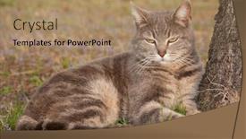  Presentation with spring tree - Cool new presentation design with blue-tabby-cat-leaning backdrop and a coral colored foreground