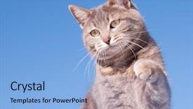  Presentation with alert - PPT theme featuring blue tabby cat looking alert with her paw in the air against clear blue sky background and a light blue colored foreground