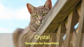  Presentation with railing - Cool new theme with blue tabby cat resting on deck railing backdrop and a tawny brown colored foreground