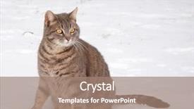  Presentation with snow cat - Slide deck consisting of blue tabby cat sitting in snow with an alerted look background and a coral colored foreground