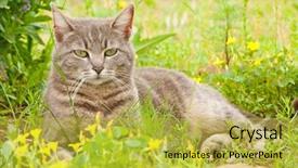  Presentation with wi fi wifi wireless blue - Presentation having blue tabby cat surrounded by wildflowers background and a yellow colored foreground