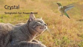  Presentation with cat - PPT layouts featuring blue tabby cat watching background and a yellow colored foreground
