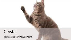  Presentation with paw - Slide set with blue-tabby-cat-with-paw background and a light gray colored foreground