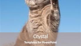  Presentation with sky blue - PPT theme enhanced with blue tabby cat with her paw in the air against blue sky background and a coral colored foreground