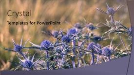  Presentation with thistle - Presentation theme with blue-thistle-eryngium-flowers-national background and a coral colored foreground