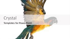  Presentation with blue - Slides featuring blue-throated-macaw-ara-glaucogularis background and a white colored foreground