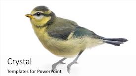  Presentation with old days - Presentation enhanced with blue tit 23 days old background and a white colored foreground