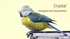  Presentation with football in yellow and blue - Cool new presentation design with blue tit in bird table backdrop and a cream colored foreground