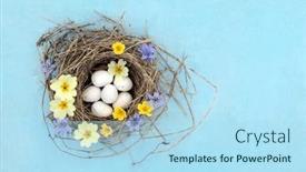  Presentation with bird eggs - Presentation theme consisting of blue-tit-eggs-in-bird and a light blue colored foreground