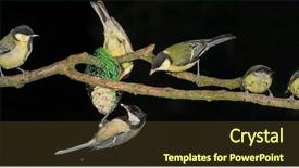  Presentation with branch - Amazing PPT layouts having blue tit fledgling - panorama photo of six chickadees backdrop and a tawny brown colored foreground