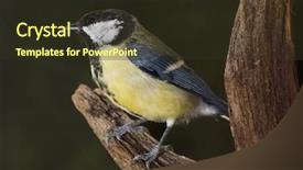  Presentation with leafy vegetables single - Cool new slide deck with blue tit fledgling - single chickadee on a branch backdrop and a tawny brown colored foreground