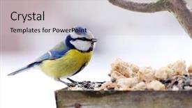  Presentation with winter blue - Beautiful PPT theme featuring blue tit in bird table backdrop and a light gray colored foreground
