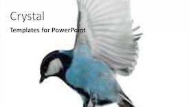  Presentation with flight - Colorful presentation theme enhanced with blue tit in flight isolated on white background backdrop and a white colored foreground