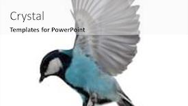  Presentation with flight - PPT theme with blue tit in flight isolated on white background background and a white colored foreground