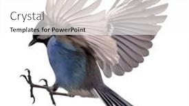 Presentation with flight - Presentation having blue-tit-in-flight-isolated background and a white colored foreground
