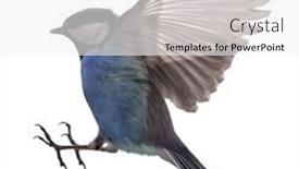  Presentation with pink and blue acrylic smoke white - Presentation theme with blue-tit-in-flight-isolated background and a white colored foreground