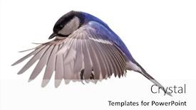  Presentation with flight - Presentation design enhanced with blue-tit-in-flight-isolated background and a white colored foreground