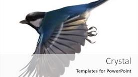  Presentation with flight - Slides consisting of blue-tit-in-flight-isolated background and a white colored foreground