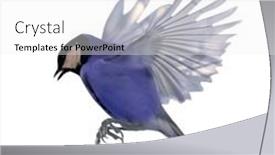  Presentation with flight - Slide deck having blue-tit-in-flight-isolated background and a white colored foreground