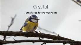  Presentation with czech republic - Slide set consisting of blue-tit-near-national-park background and a light gray colored foreground